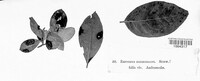 Rhytisma decolorans image